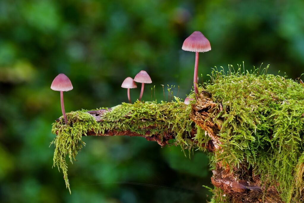 Mushrooms growing on a log